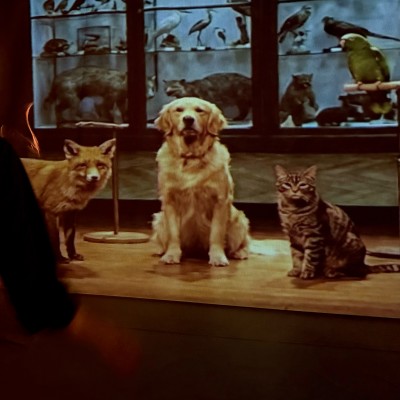THE ANIMAL ROOM