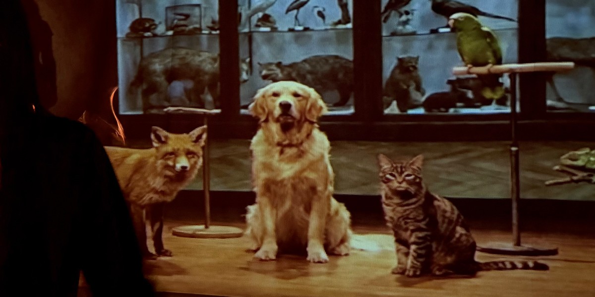 THE ANIMAL ROOM